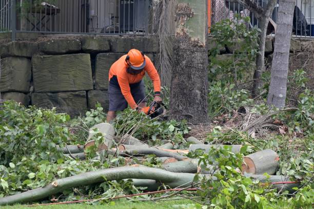 Why Choose Our Tree Removal Services in Buhl, ID?